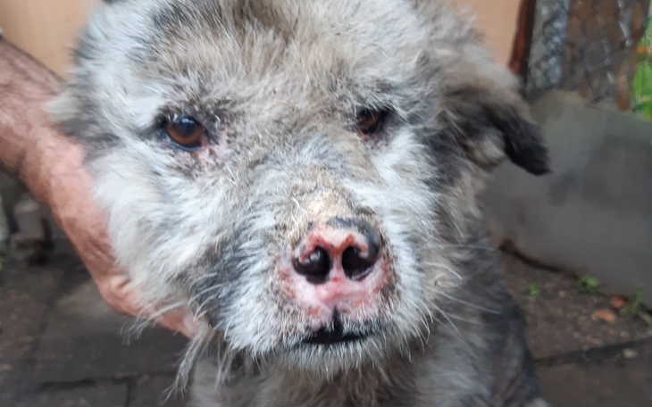 Zbiórka pomoc dla staruszka - zdjęcie główne