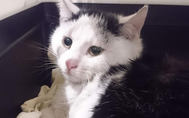 Zbiórka Potrącony w Wigilię - zdjęcie główne