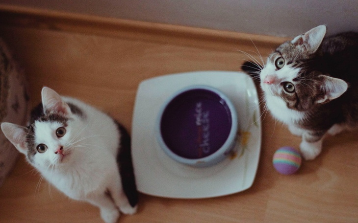 Dwa koty patrzące w górę, obok miski i zabawki.