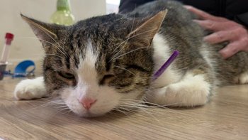 Zbiórka Nieśmiała Bella i jej historia - miniaturka zdjęcia