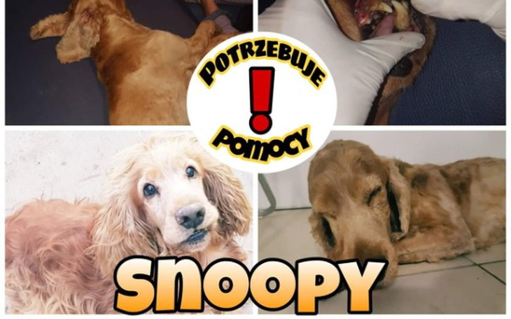 Zbiórka Snoopy - prosi o pomoc! - zdjęcie główne