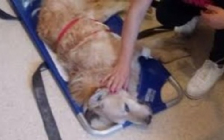 Zbiórka Na mojego psa w spiaczce... - zdjęcie główne