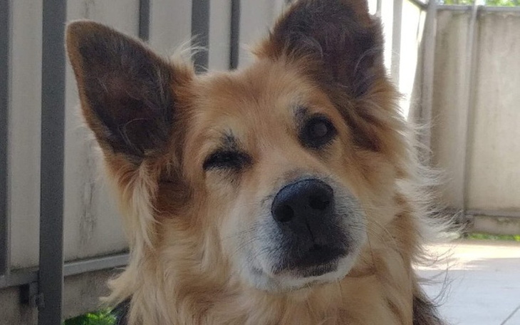 Zbiórka Heniu czyli historia o chłoniaku - zdjęcie główne