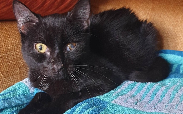 Zbiórka Pomóż Dantemu w walce z chorobą - zdjęcie główne