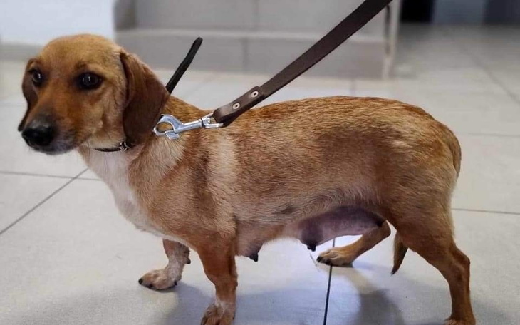 Zbiórka Dofinansowanie zabiegu - zdjęcie główne