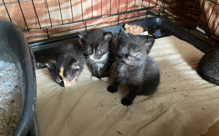 Zbiórka One nie miały ŻYĆ - zdjęcie główne