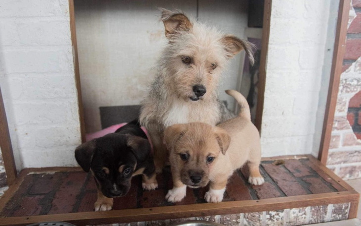 Zbiórka WlaBadi dla psiaków - zdjęcie główne