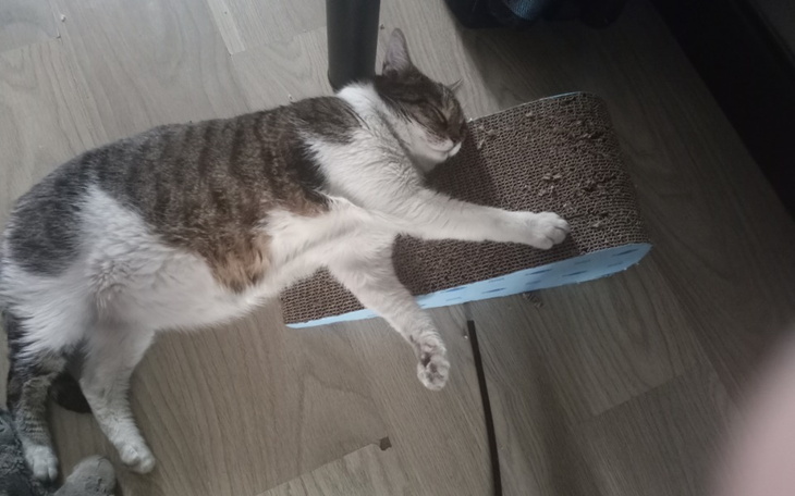 Kot śpiący na drapaku, zrelaksowany i spokojny.