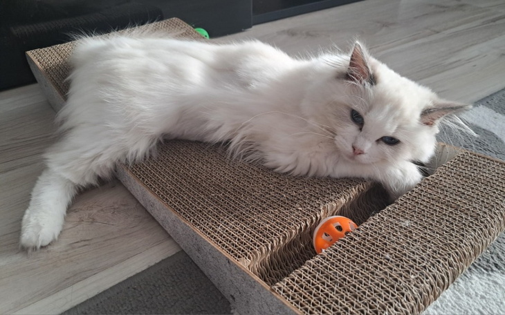 Zbiórka Mała Molly walczy o życie - zdjęcie główne