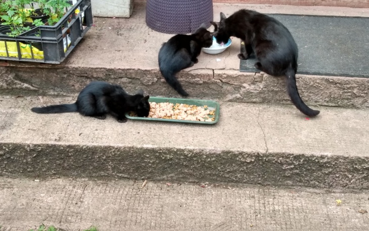 Zbiórka Operacja małego kotka wolnozyjac - zdjęcie główne