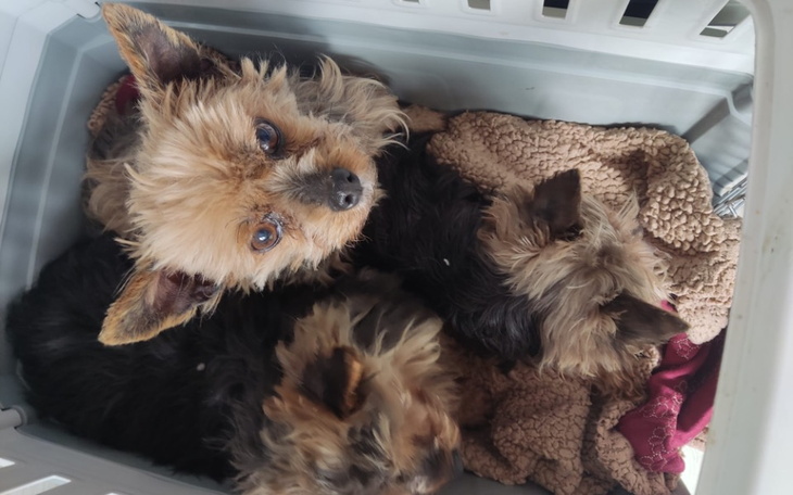 Zbiórka 5 yorków potrzebuje pomocy - zdjęcie główne