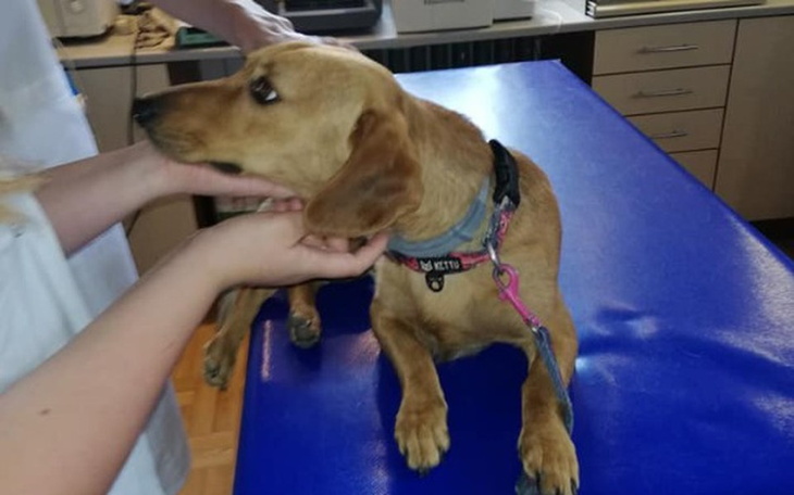 Zbiórka Karmel żyje z ogromnym bólem - zdjęcie główne