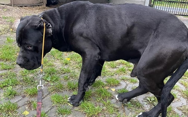 Zbiórka Cześ porzucony pod Bełchatowem. - zdjęcie główne