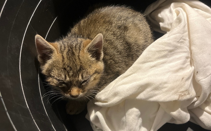 Zbiórka Znalezione 6 chorych kotków - zdjęcie główne