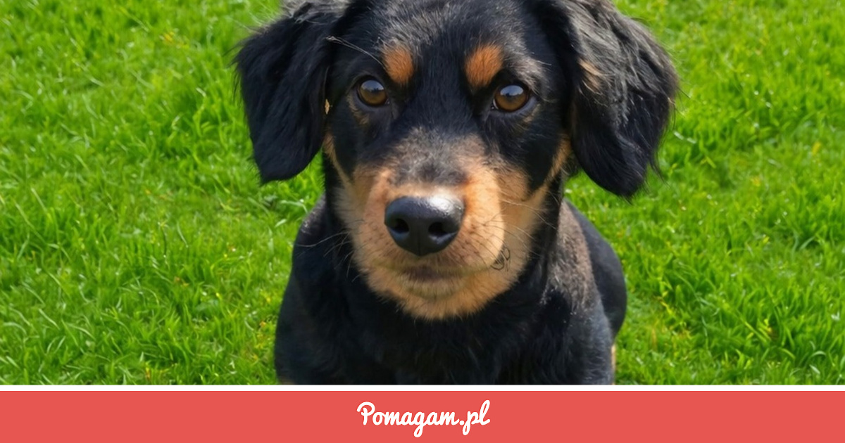 Pomuz Zrzutka na Pomóż Dukatowi Wrócić do Zdrowia - Wioletta Kozaczuk ...
