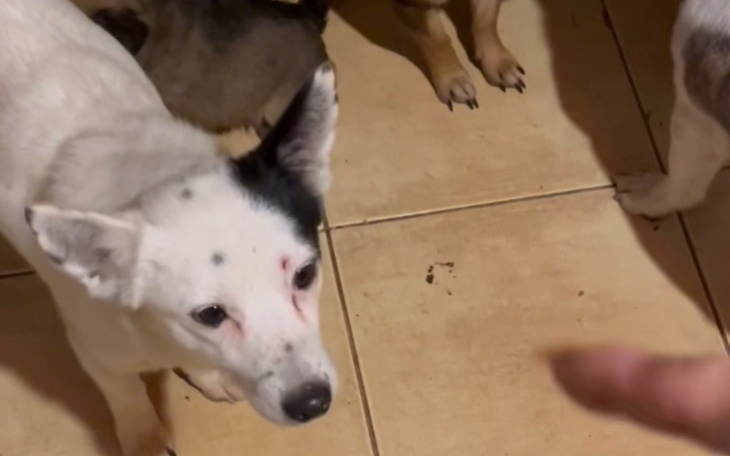 Biały pies z plamami, patrzący w stronę obiektywu.