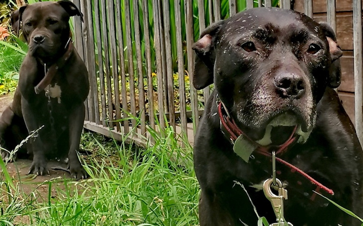 Zbiórka Zbiórka na dom dla psów - zdjęcie główne