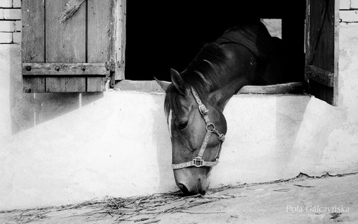 Zbiórka Hospicjum dla Koni - zdjęcie główne