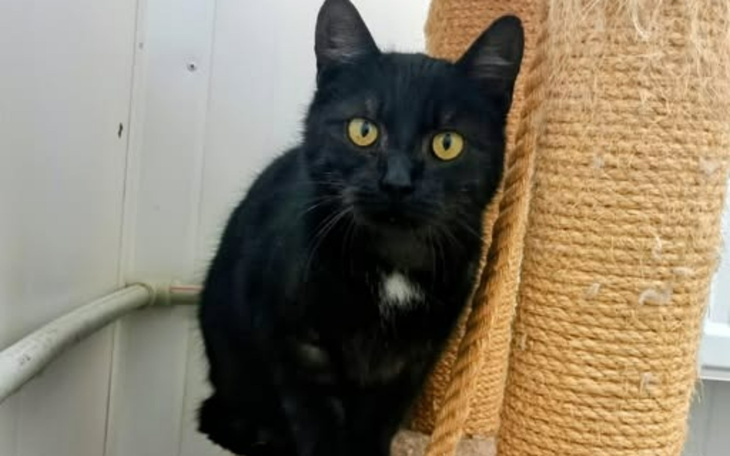 Czarny kot siedzi na półce, obserwując otoczenie.