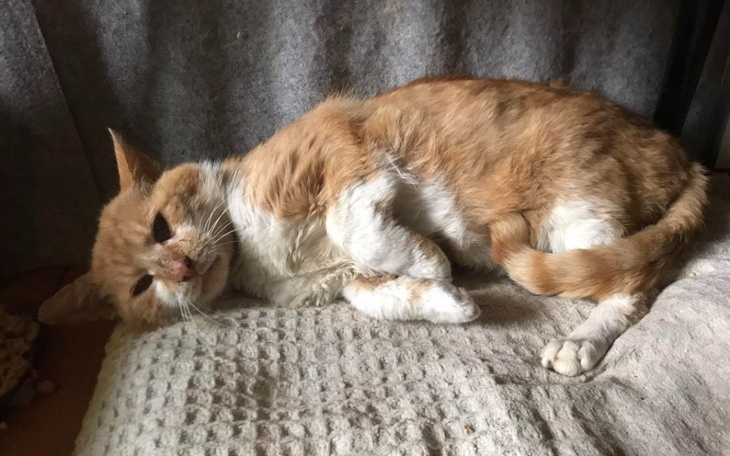 Zbiórka Dla mamy i kociąt i dla Kapsla - zdjęcie główne