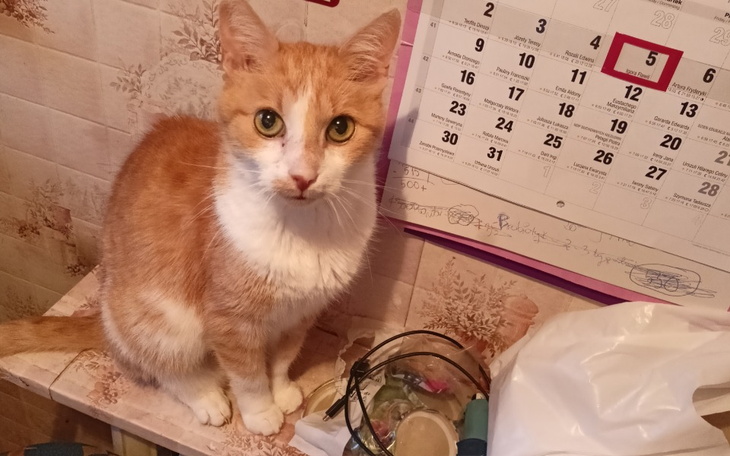 Zbiórka Leczenie kota Czesia - zdjęcie główne