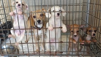 Zbiórka 200 psów potrzebuje pomocy i bud - miniaturka zdjęcia