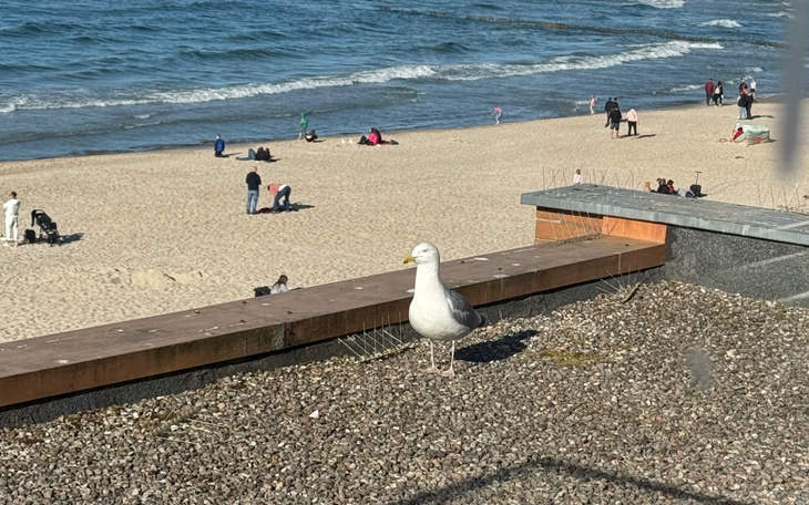 Mewa na tle plaży, ludzie bawiący się w piasku.