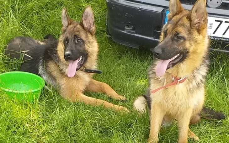 Zbiórka Owczarki z Pseudo Hodowli - zdjęcie główne