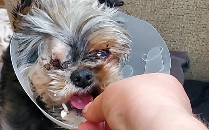 Pies w kołnierzu ochronnym, potrzebujący opieki i wsparcia.