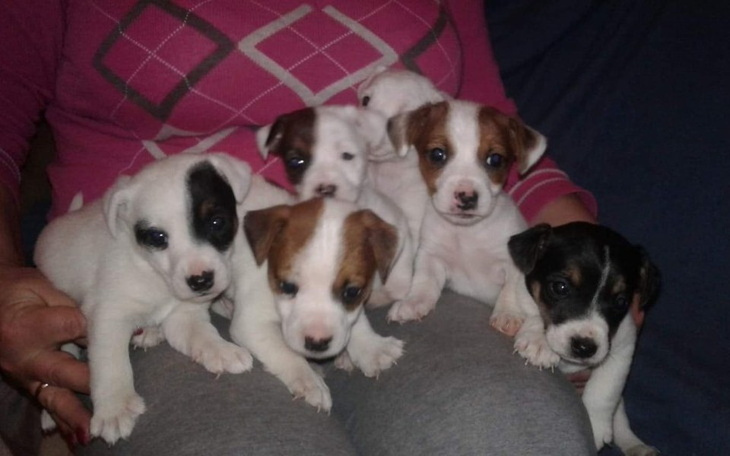 Zbiórka Na Pieska dla Synka Na Święta - zdjęcie główne