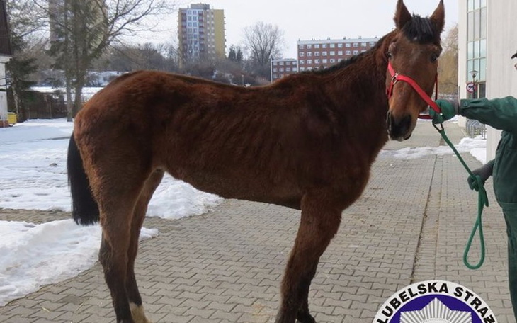 Zbiórka Pomóż Lucky'emu być szczęśliwym! - zdjęcie główne
