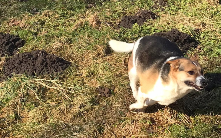 Zbiórka Pamietasz o Reksiu z Radys - zdjęcie główne