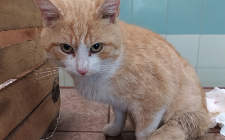 Zbiórka Postrzelony kot, to cud że żyje - zdjęcie główne