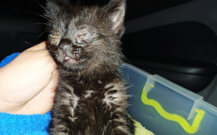 Zbiórka Kotki że śmietanika... - zdjęcie główne