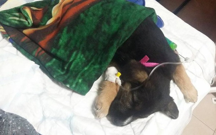 Zbiórka Leczenie Kulki - zdjęcie główne