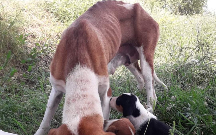 Zbiórka Sterylizacja umęczonej Emmy - zdjęcie główne