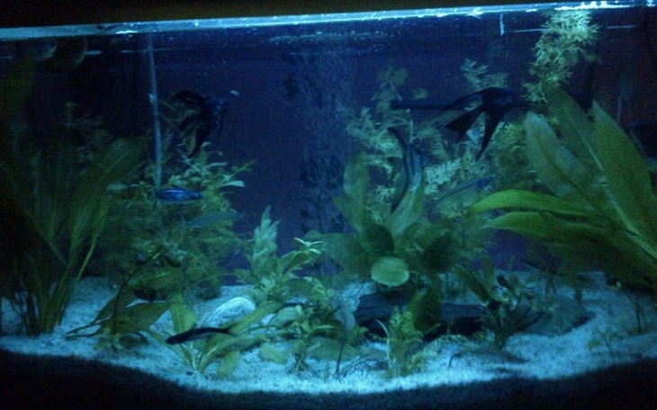 Zbiórka Marzenie o pracy z pasji do ryb - zdjęcie główne