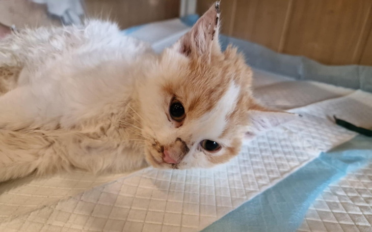 Chory kot leżący na łóżku, wygląda na osłabionego.