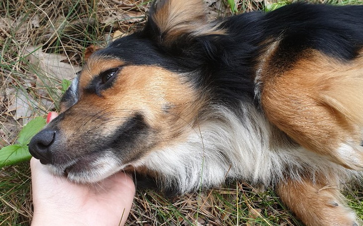 Zbiórka Zbiórka na ochraniacz na tyłek - zdjęcie główne