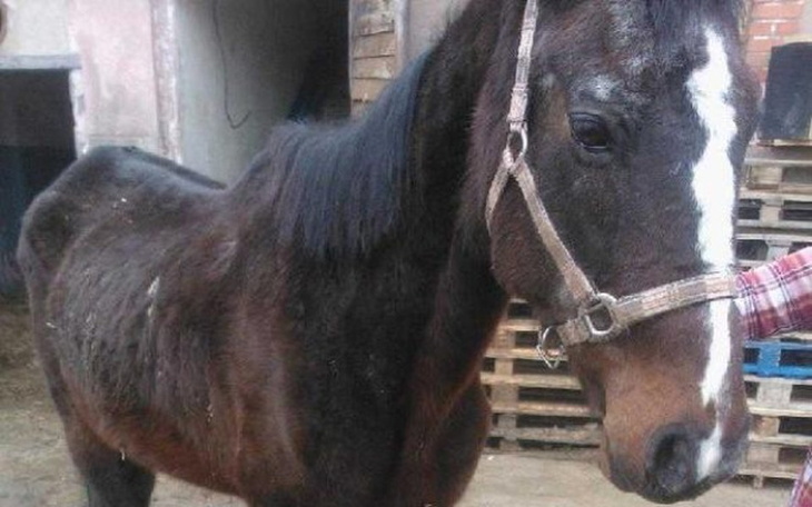 Zbiórka Araga potrzebuje Twojej pomocy. - zdjęcie główne