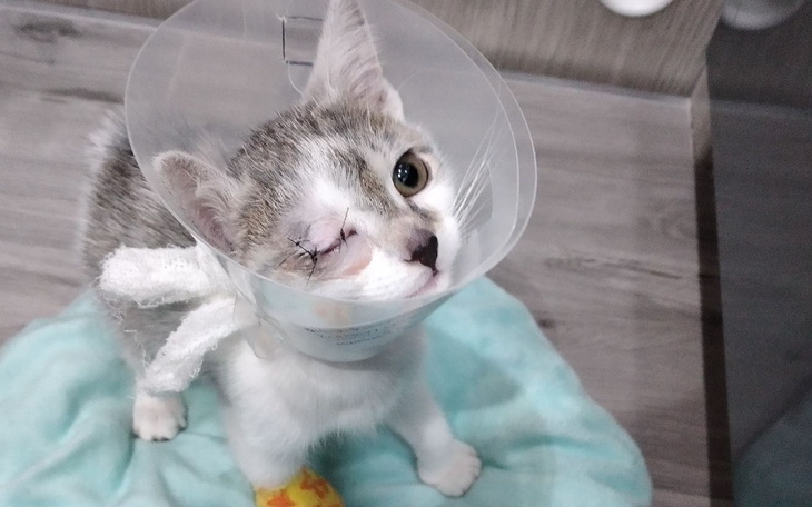 Zbiórka Dramat małego kociaka - zdjęcie główne