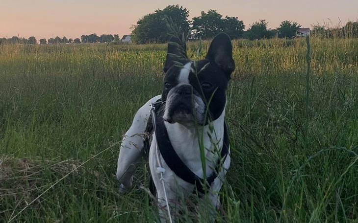 Zbiórka Operacja Olisia - zdjęcie główne