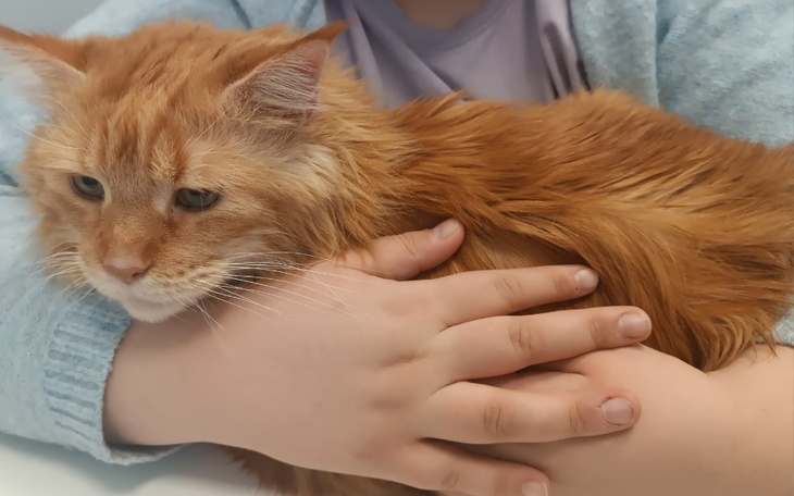 Zbiórka Na ratunek Lucy - zdjęcie główne