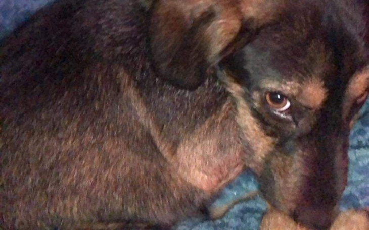 Zbiórka Na leki dla chorego pieska - zdjęcie główne