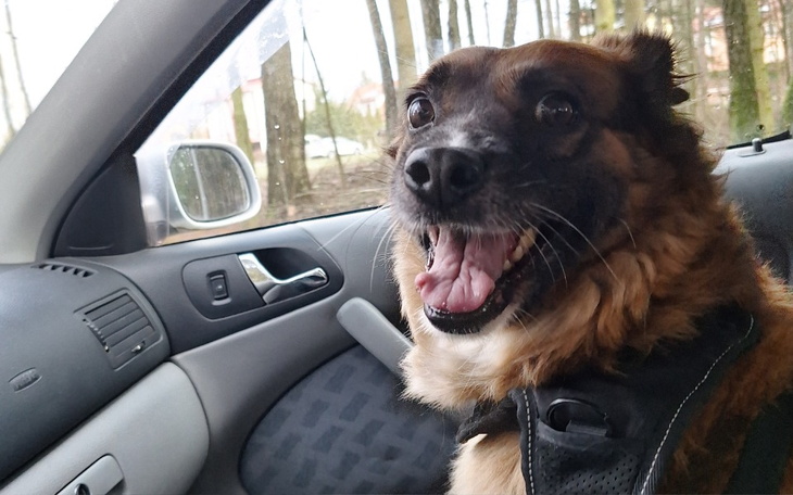 Pies w samochodzie, uśmiechnięty i zadowolony.