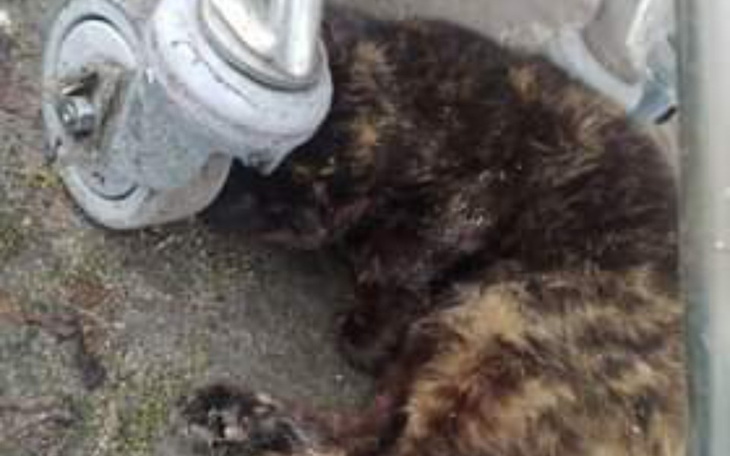 Zbiórka Ratujemy życie kotki z Główczyc - zdjęcie główne