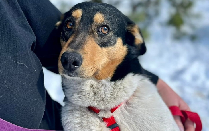 Zbiórka Transport Tulki do nowego domu - zdjęcie główne