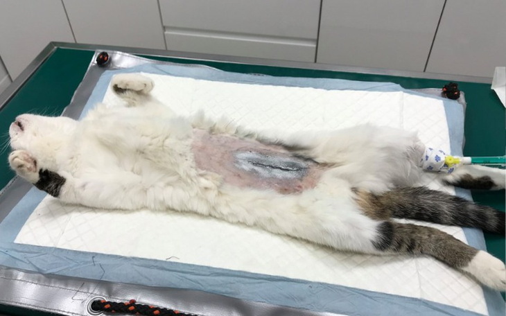 Zbiórka Greta - zdjęcie główne