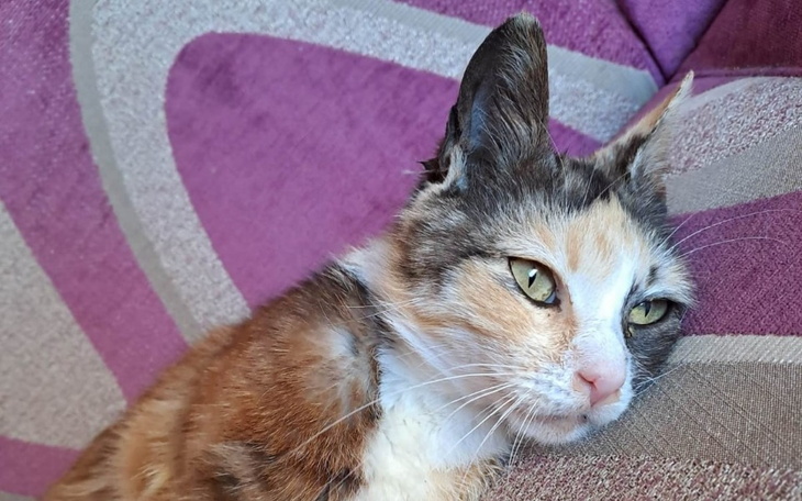 Zbiórka Uratujmy bezdomną Misty - zdjęcie główne