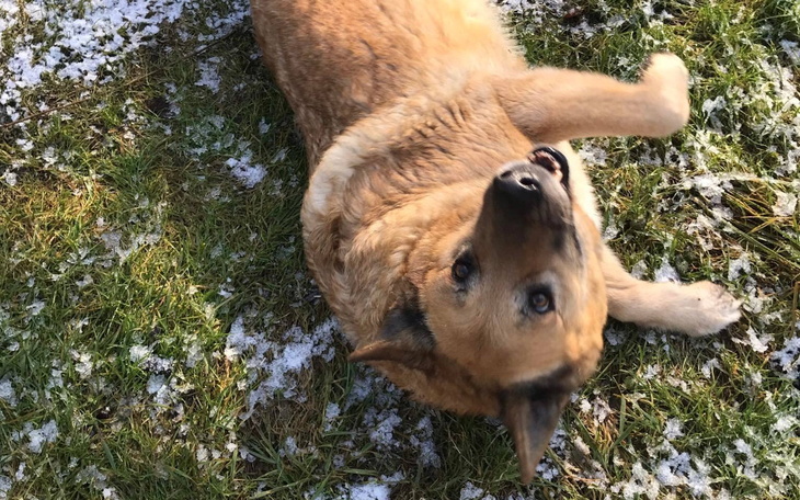 Zbiórka Cegiełka dla Bruno - zdjęcie główne